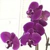 purpleorchid123